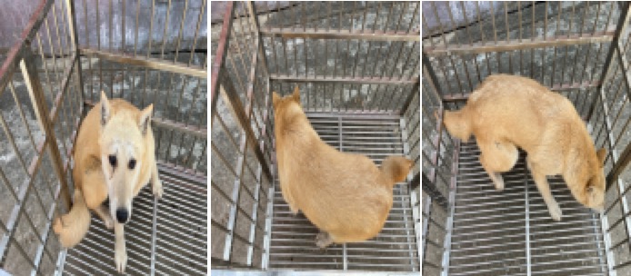부산동물보호센터_426332202300135